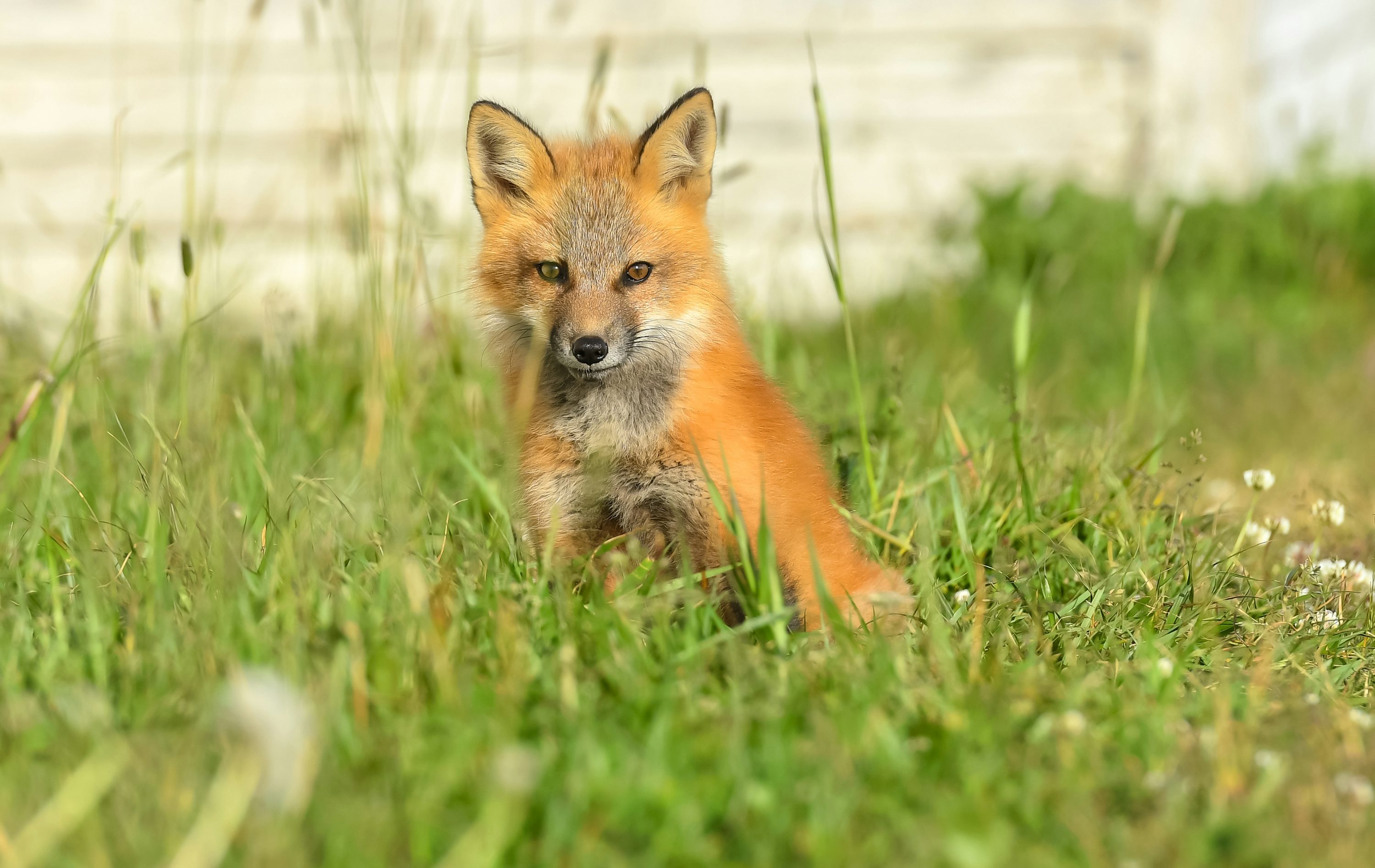 A red fox sitting in a green field